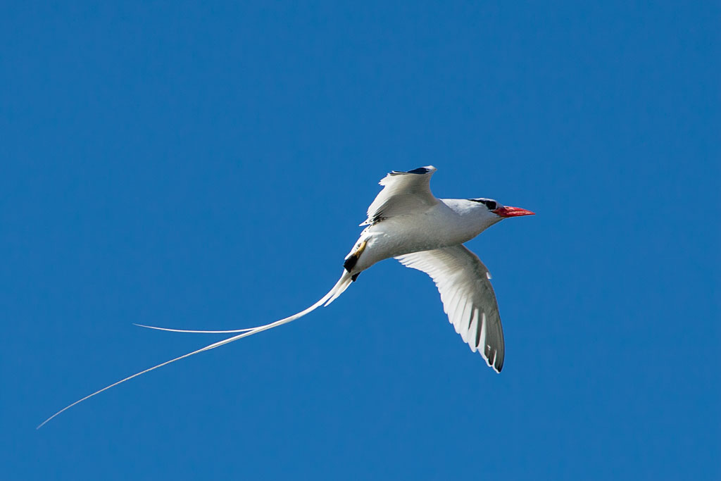 Red-billed Tropicbird (Phaethon aethereus mesonauta)