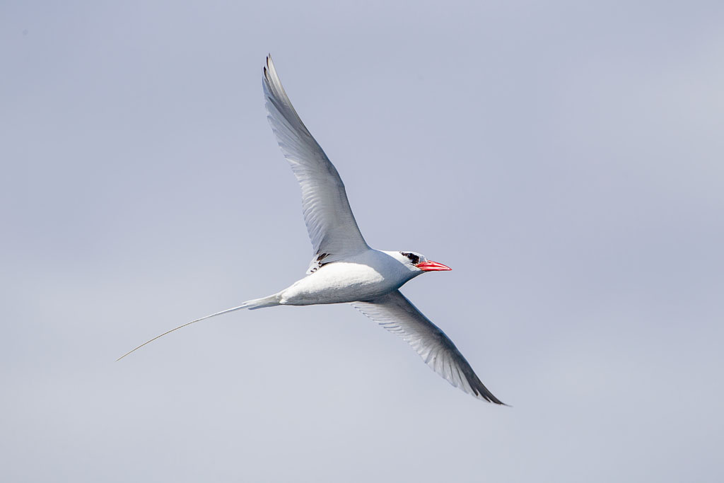 Red-billed Tropicbird (Phaethon aethereus mesonauta)