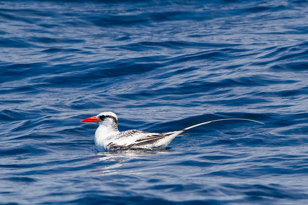 Red-billed Tropicbird (Phaethon aethereus mesonauta)