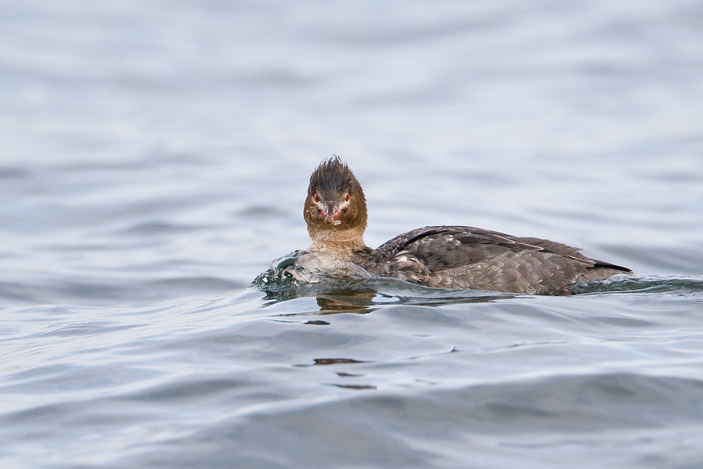 Red-breasted Merganser (Mergus serrator)