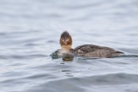 Red-breasted Merganser (Mergus serrator)