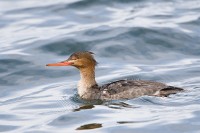 Red-breasted Merganser (Mergus serrator)