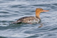 Red-breasted Merganser (Mergus serrator)