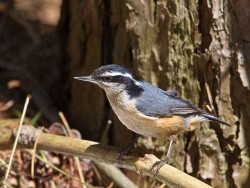 Red-breasted Nuthatch (Sitta canadensis)