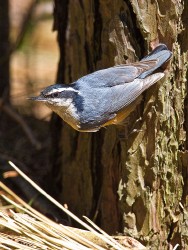 Red-breasted Nuthatch (Sitta canadensis)