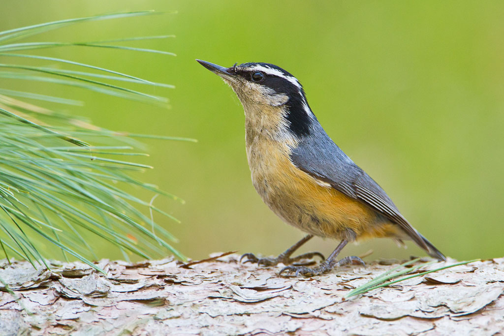 Red-breasted Nuthatch (Sitta canadensis)