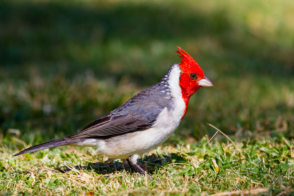 Red-crested Cardinal (Paroaria coronata)