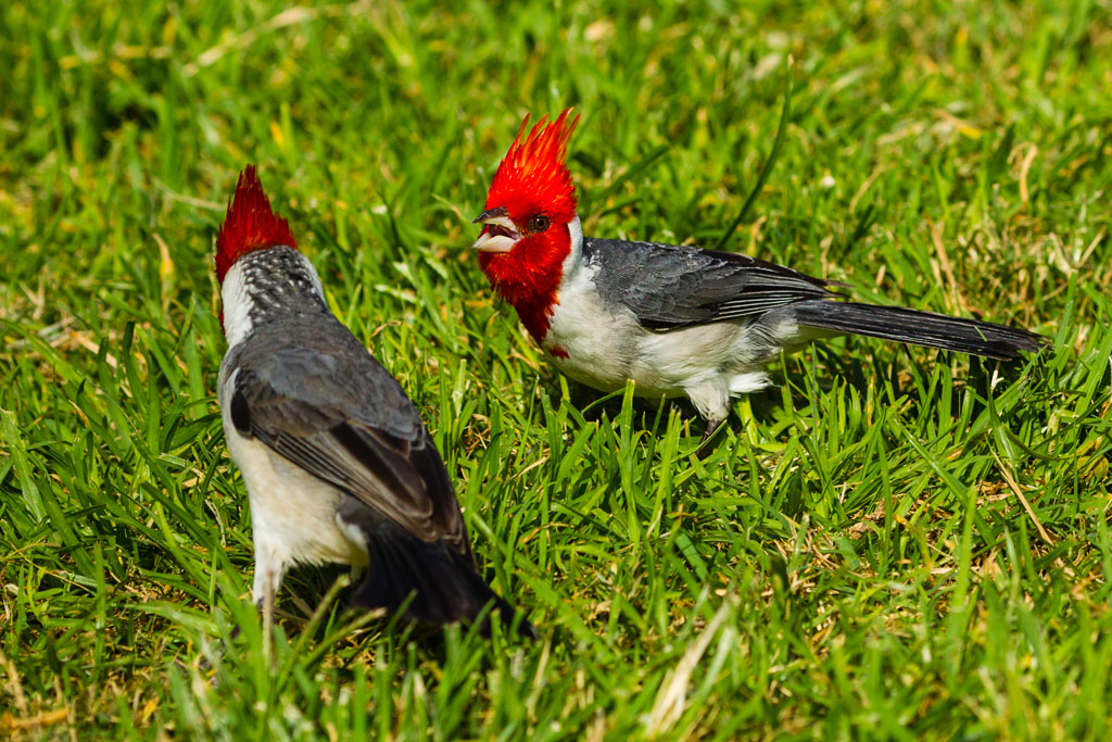 Red-crested Cardinal (Paroaria coronata)