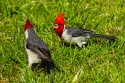 Red-crested Cardinal (Paroaria coronata)