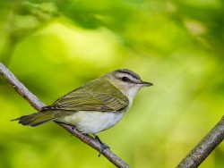 Red-eyed Vireo (Vireo olivaceus)