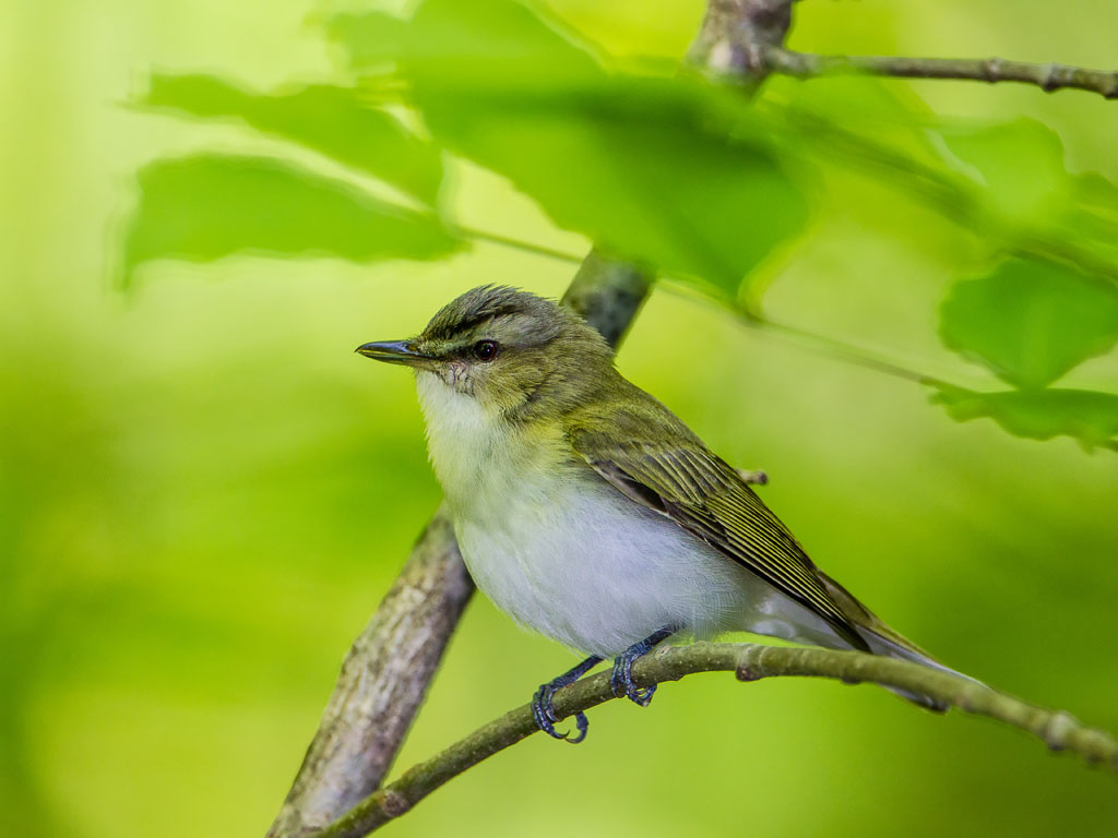 Red-eyed Vireo (Vireo olivaceus)