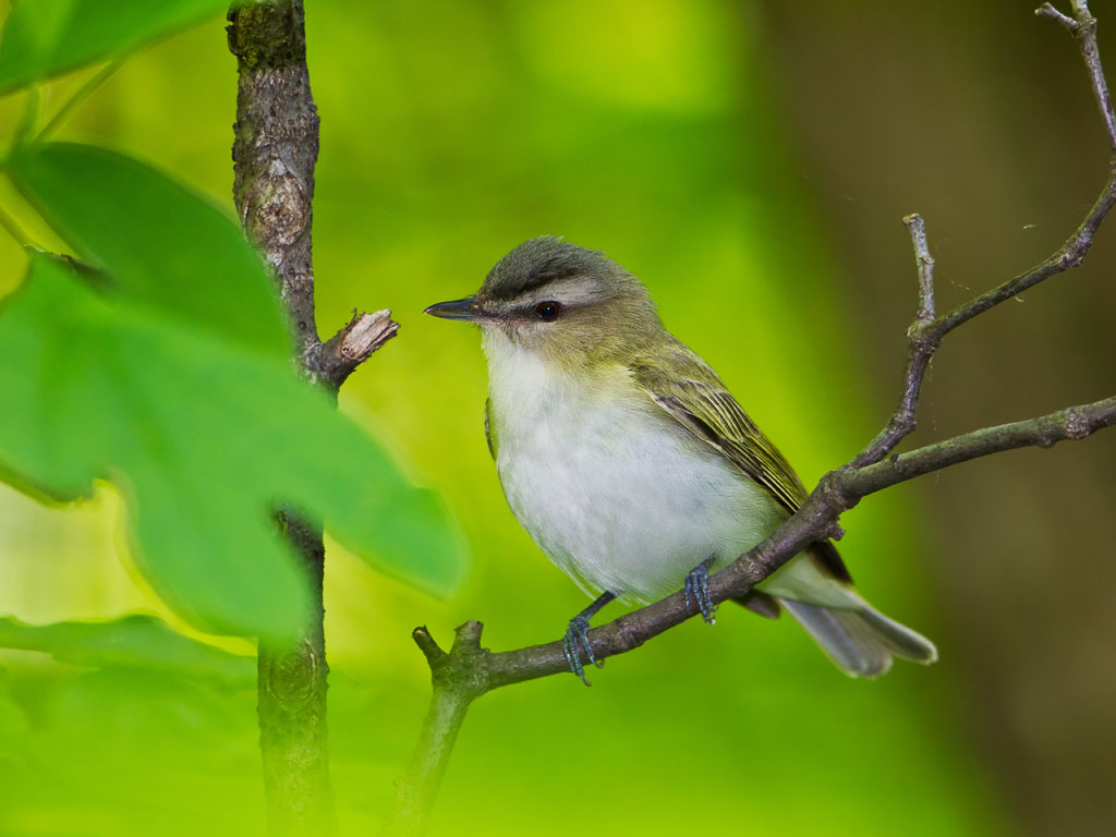 Red-eyed Vireo (Vireo olivaceus)