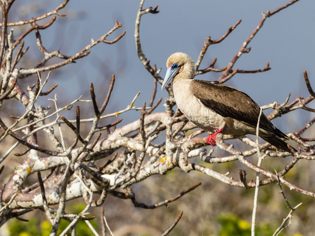 Red-footed Booby (Sula sula)