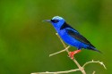 Red-legged Honeycreeper (Cyanerpes cyaneus)