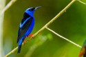 Red-legged Honeycreeper (Cyanerpes cyaneus)