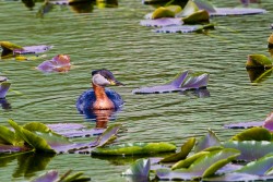 Red-necked Grebe (Podiceps grisegena)