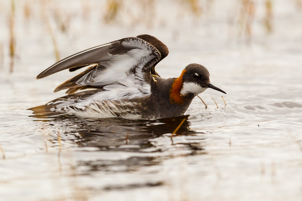 Red-necked Phalarope (Phalaropus lobatus)