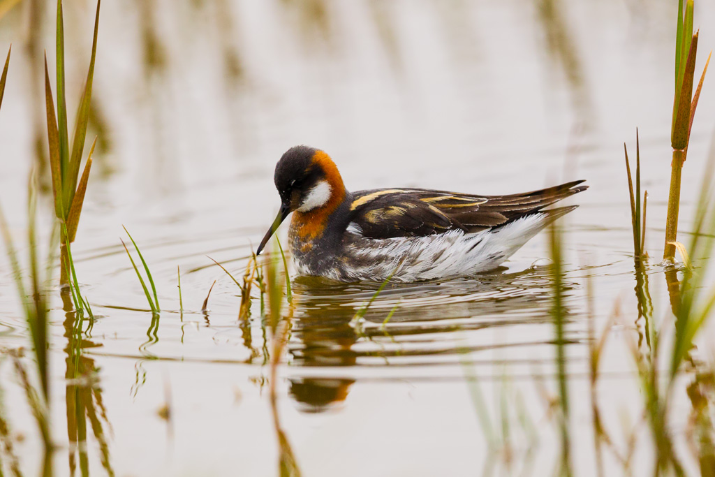 Red-necked Phalarope (Phalaropus lobatus)