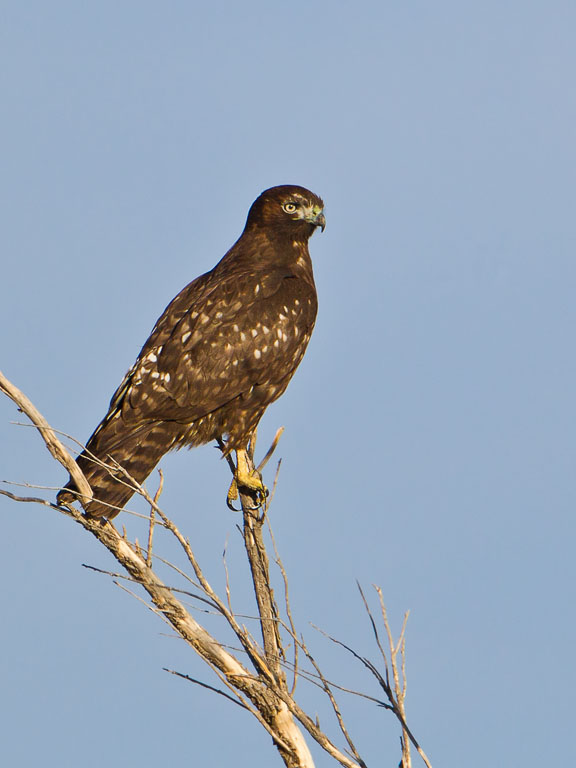 Red-tailed Hawk (Buteo jamaicensis harlani)