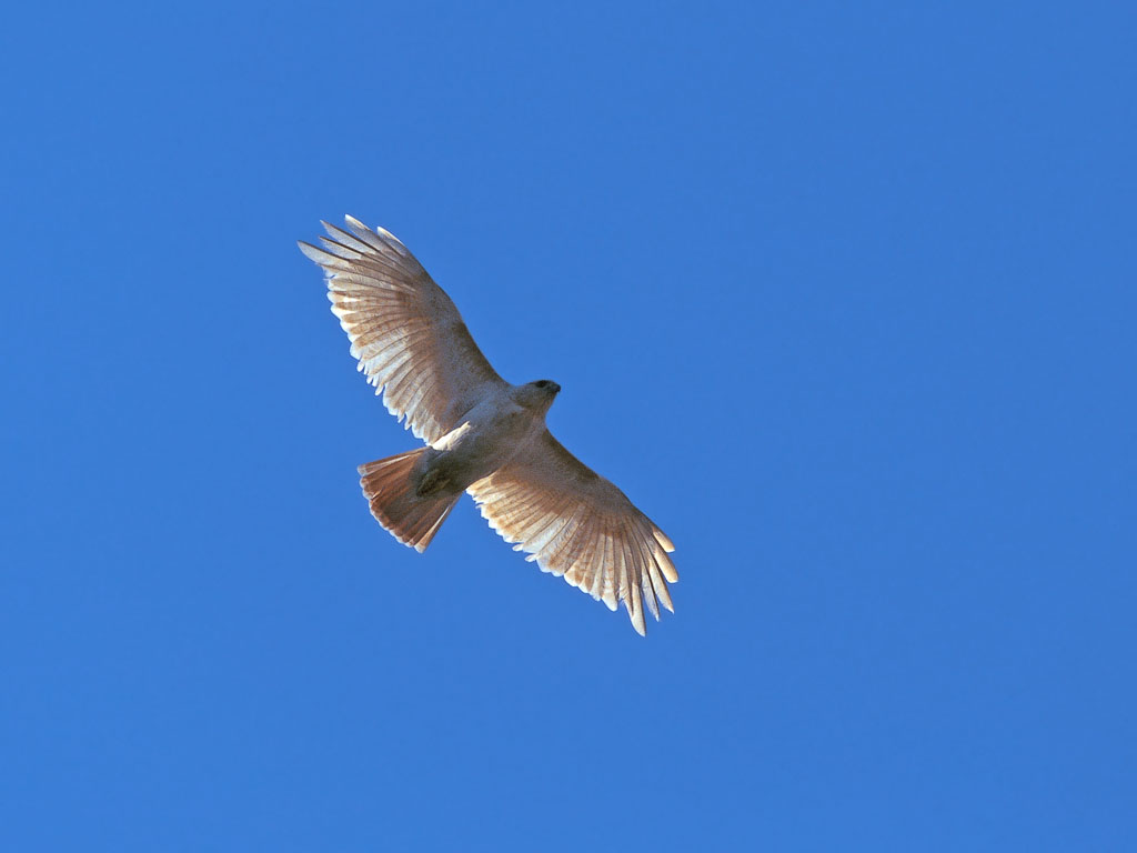 Red-tailed Hawk (Buteo jamaicensis), leucistic