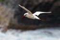 Red-tailed Tropicbird (Phaethon rubricauda)