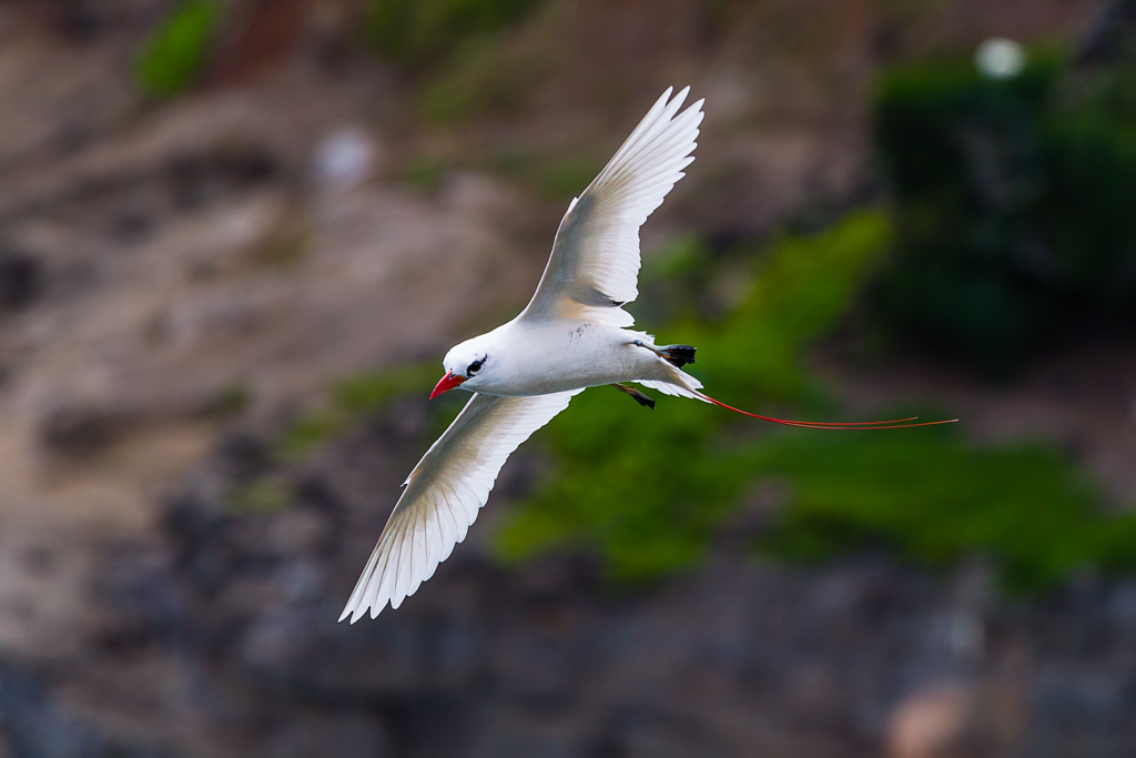 Red-tailed Tropicbird (Phaethon rubricauda)