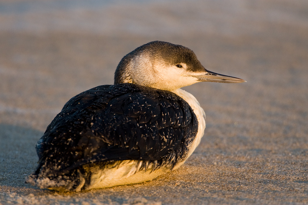 Red-throated Loon (Gavia stellata)