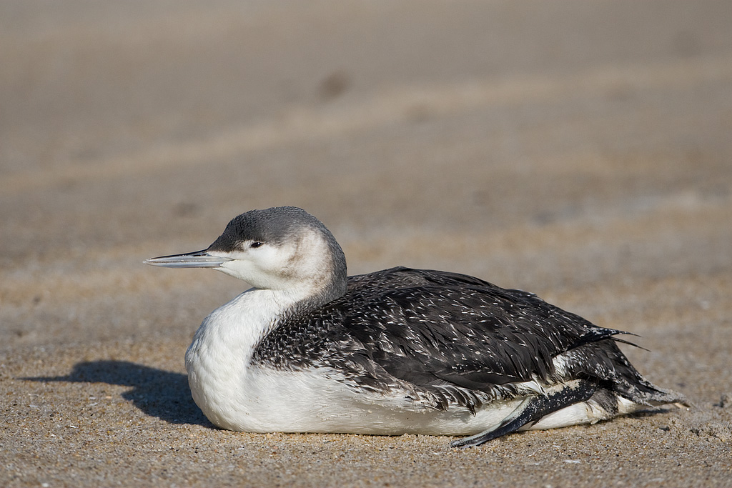 Red-throated Loon (Gavia stellata)