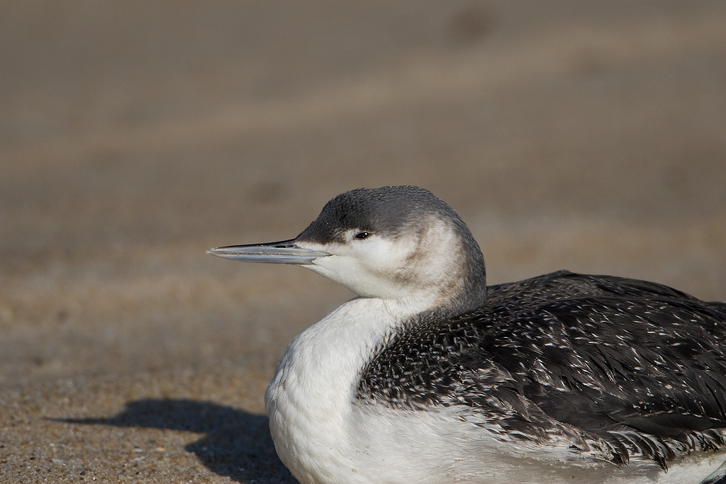 Red-throated Loon (Gavia stellata)