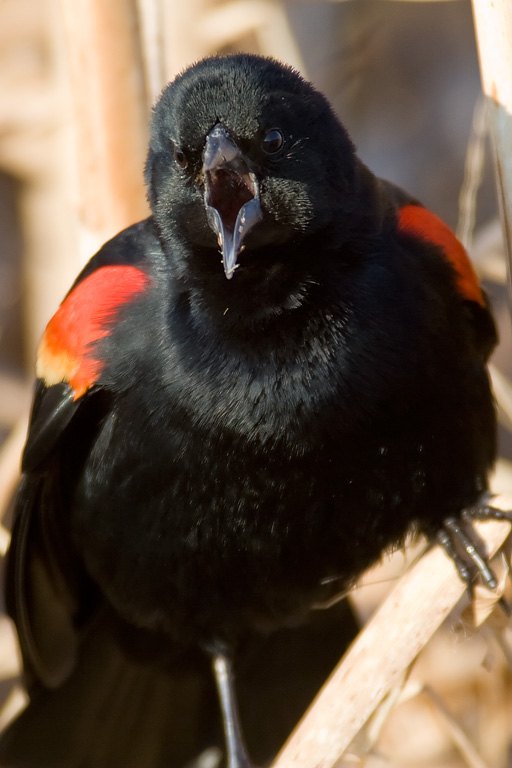 Red-winged Blackbird (Agelaius phoeniceus)