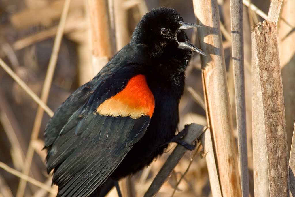 Red-winged Blackbird (Agelaius phoeniceus)