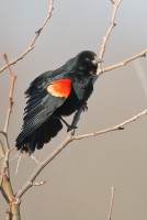 Red-winged Blackbird (Agelaius phoeniceus)