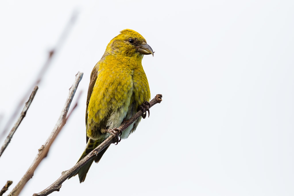 Red Crossbill (Loxia curvirostra)