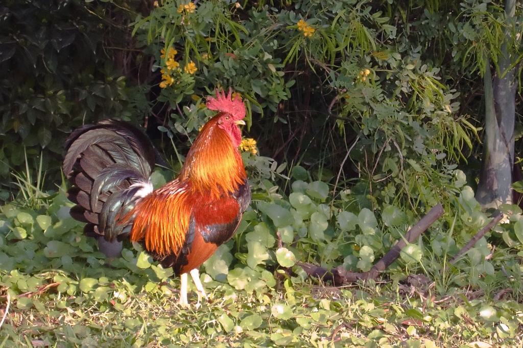 Red Junglefowl (Gallus gallus)