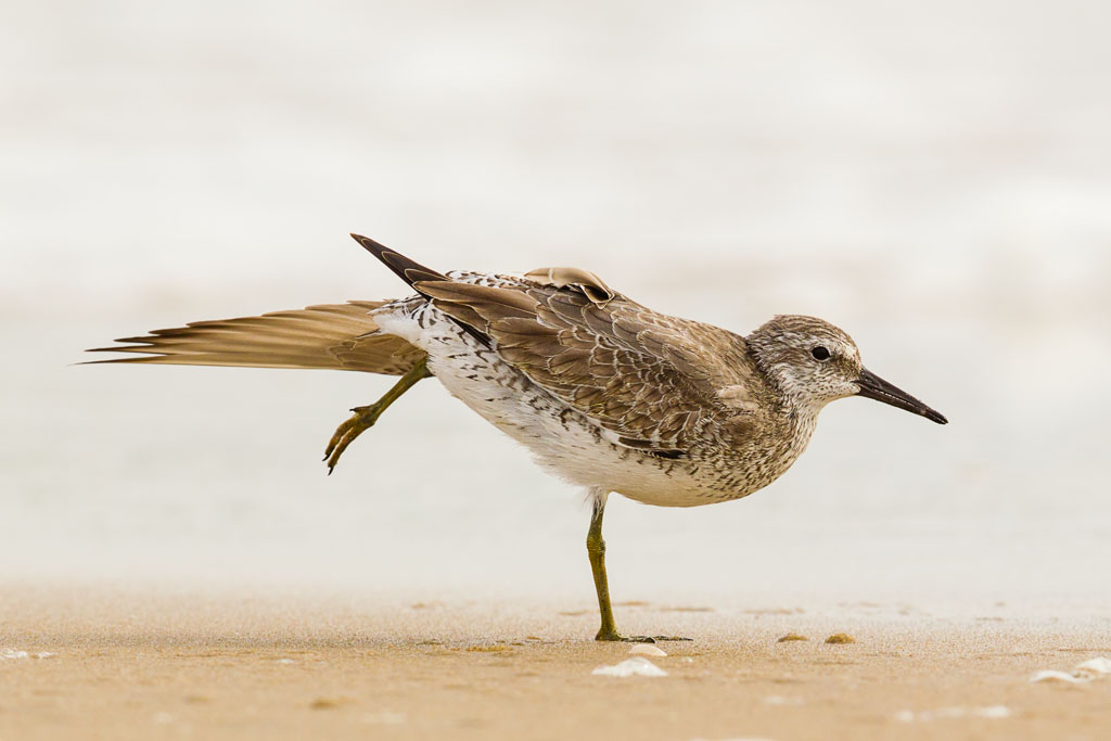 Red Knot (Calidris canutus)