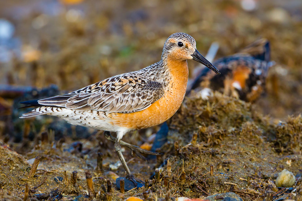 Red Knot (Calidris canutus)