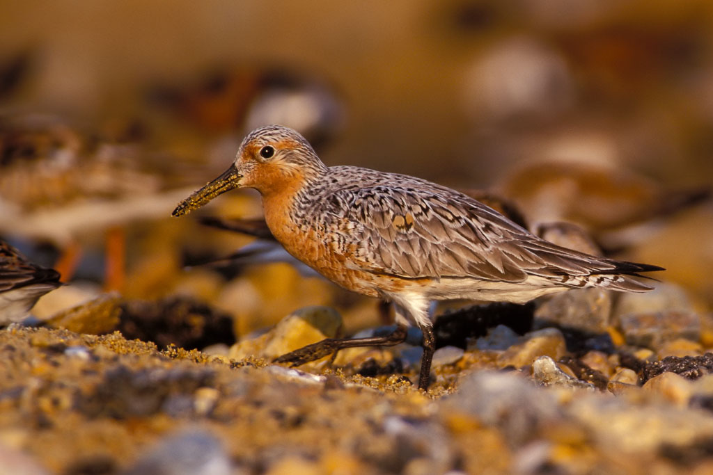 Red Knot (Calidris canutus)