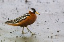 Red Phalarope (Phalaropus fulicarius)