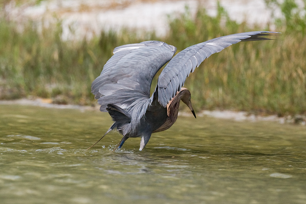 Reddish Egret (Egretta rugescens)