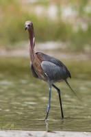 Reddish Egret (Egretta rugescens)