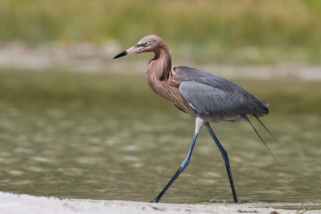 Reddish Egret (Egretta rugescens)