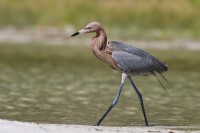 Reddish Egret (Egretta rugescens)