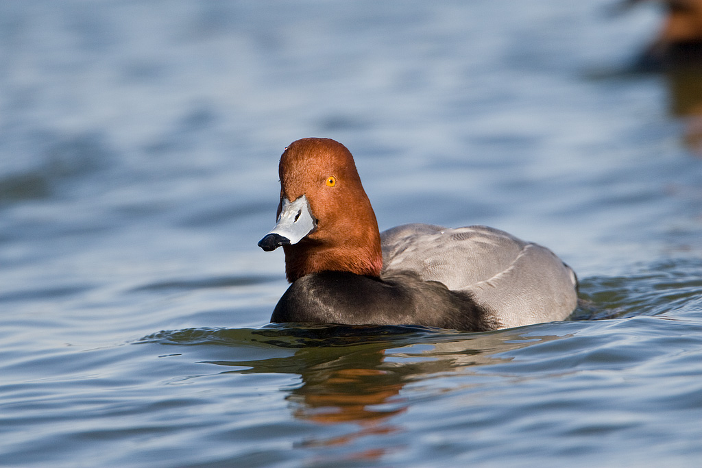 Redhead (Aythya americana)