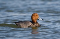 Redhead (Aythya americana)