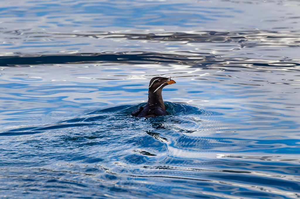 Rhinoceros Auklet (Cerorhinca monocerata)