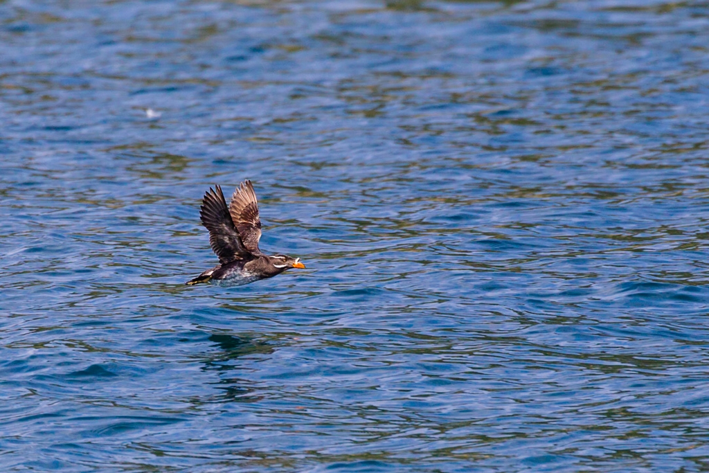 Rhinoceros Auklet (Cerorhinca monocerata)