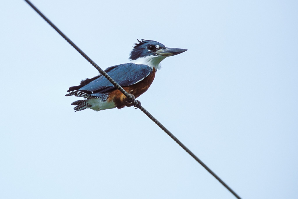 Ringed Kingfisher (Ceryle torquata)