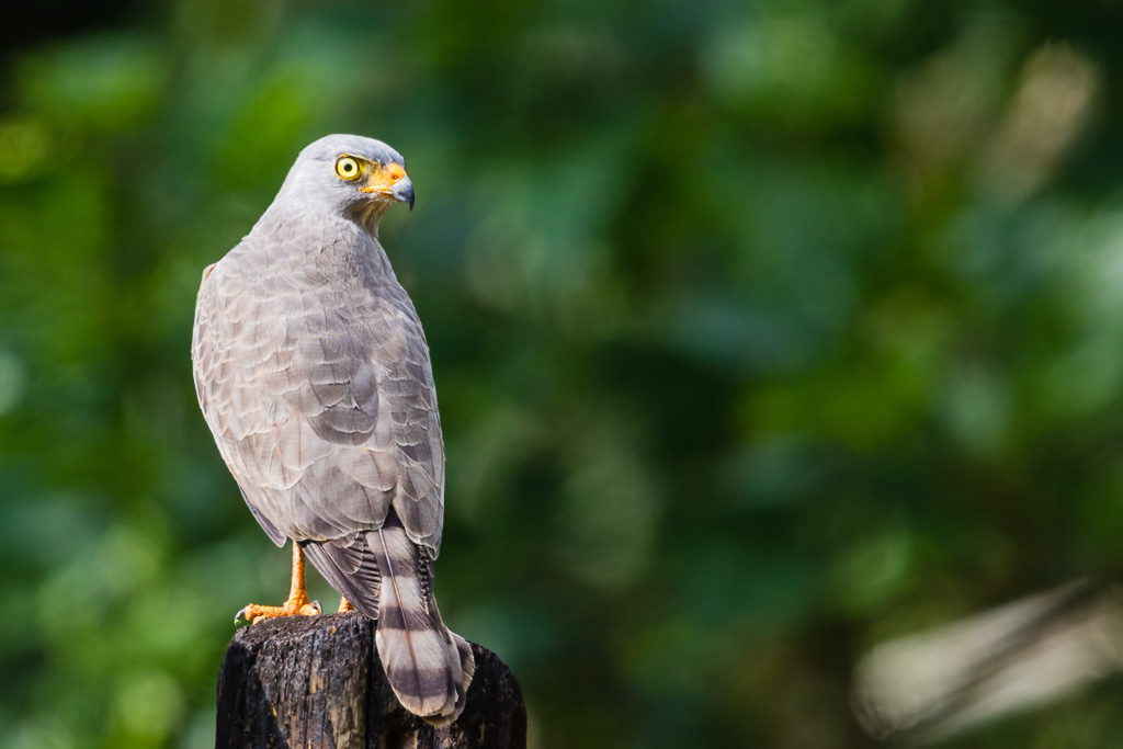 Roadside Hawk (Rupornis magnirostris)