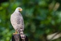 Roadside Hawk (Rupornis magnirostris)