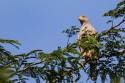 Roadside Hawk (Rupornis magnirostris)